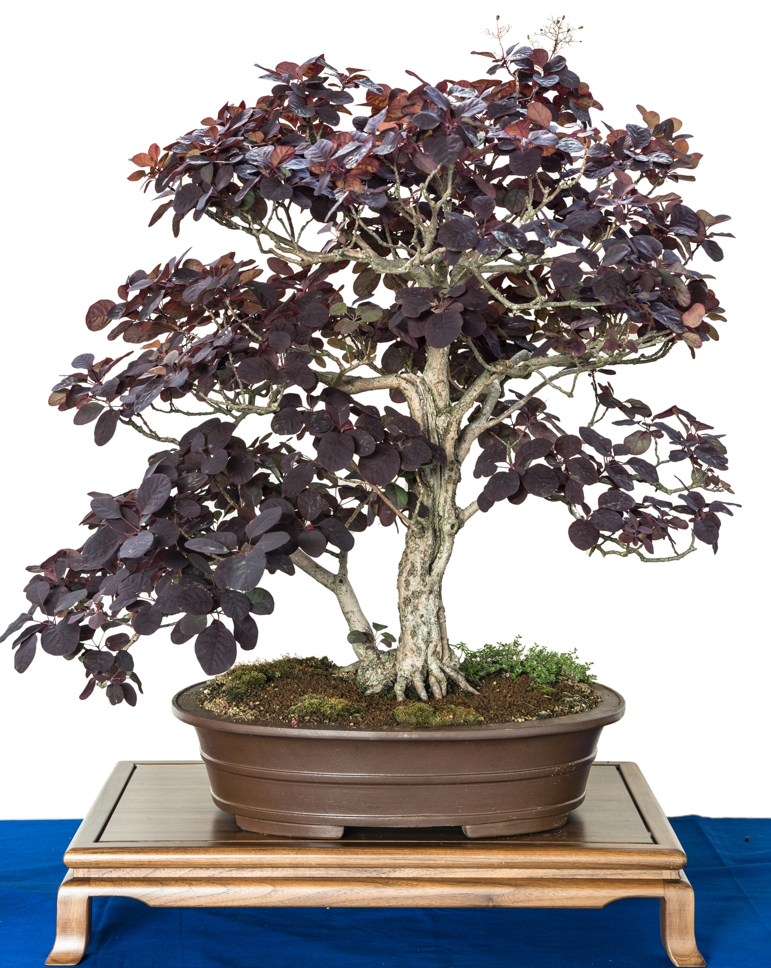 http://www.dreamstime.com/royalty-free-stock-images-smoke-tree-as-bonsai-cotinus-coggygria-pot